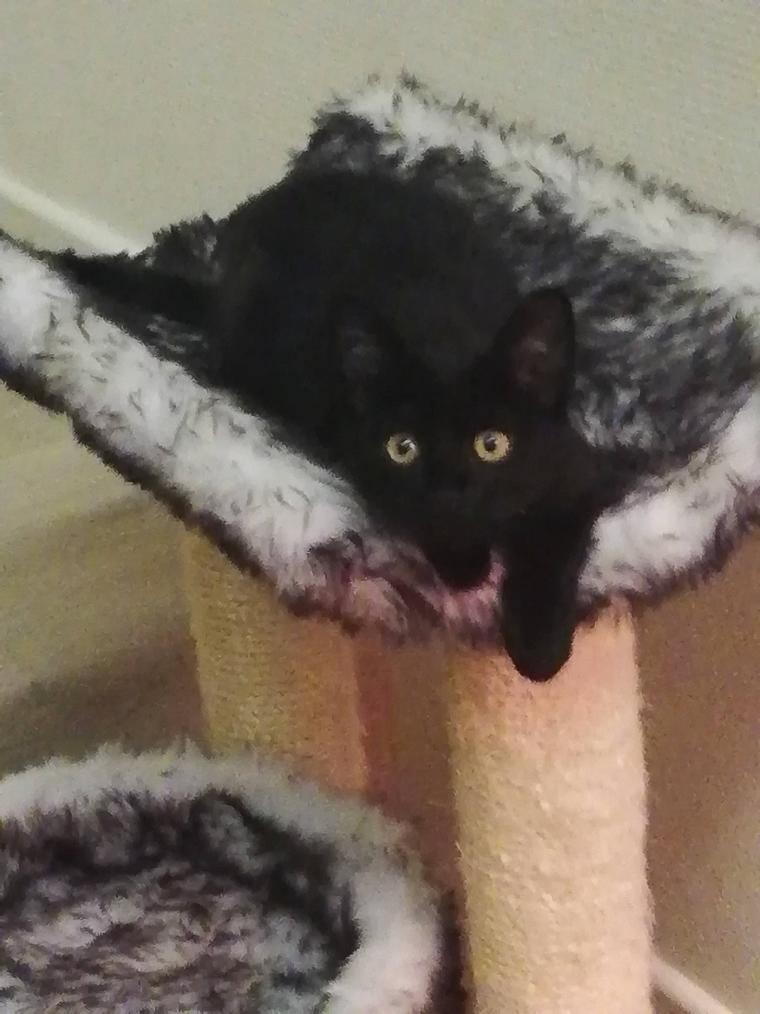 Sarah a rejoint le concours — aidez-le/la à gagner de superbes lots ! black_cat, carnivore, cat, cat_bed, cat_furniture, cat_supply, claw, domestic_short_haired_cat, felidae, fur, grey, paw, pet_supply, small_to_medium_sized_cats, snout, tail, whiskers, window