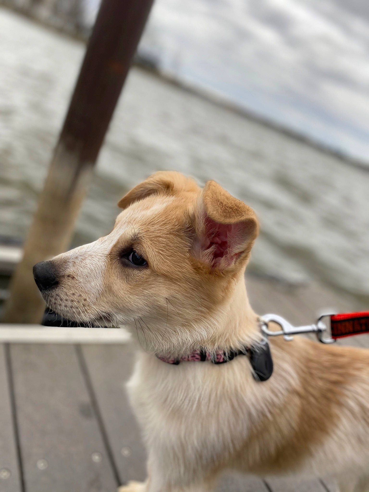 Carmella joined the competition — help win amazing prizes! ancient_dog_breeds, canidae, carnivore, collar, companion_dog, dog, dog_breed, dog_collar, dog_supply, fawn, fur, leash, pet_supply, snout, sporting_group, street_dog, water, whiskers, wood, working_animal