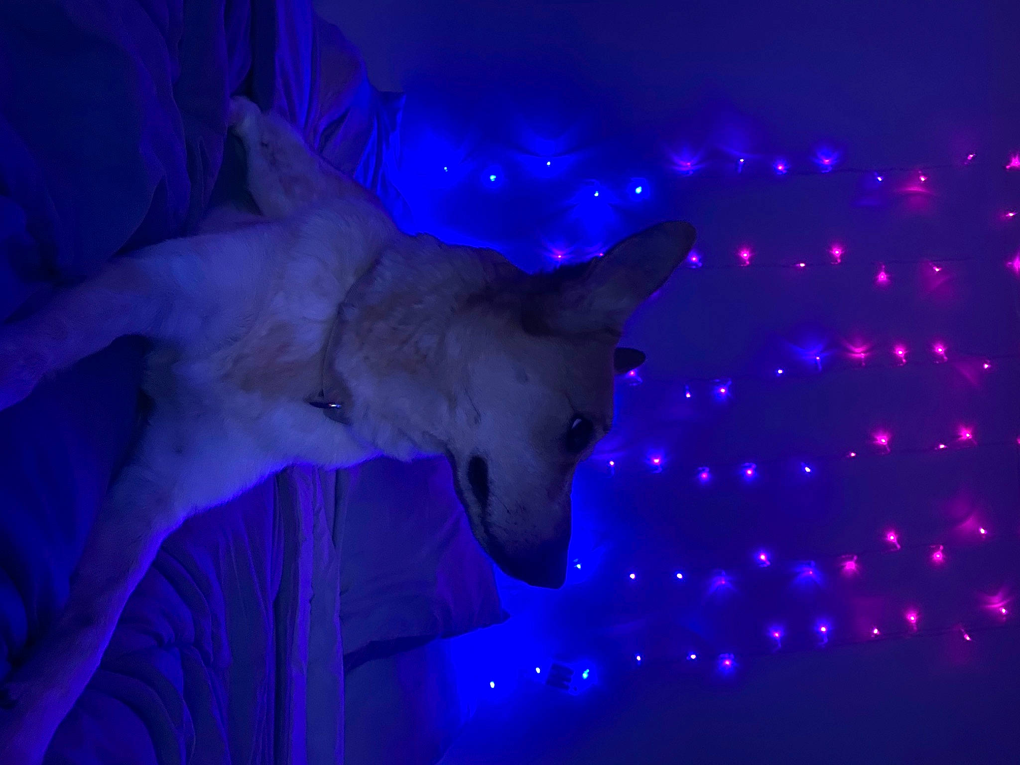 Carmella joined the competition — help win amazing prizes! art, blue, darkness, electric_blue, entertainment, event, felidae, gesture, magenta, night, performance, performance_art, performing_arts, plant, purple, sculpture, sky, tail, tree, wildlife