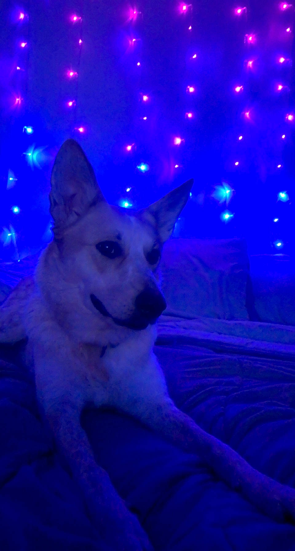 Carmella joined the competition — help win amazing prizes! blue, canidae, carnivore, companion_dog, darkness, dog, dog_breed, dog_supply, electric_blue, event, fawn, fur, interior_design, light, magenta, non_sporting_group, plant, purple, snout, tail