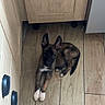 Chica participe au concours pour gagner de l'argent avec cette photo : animal, black_and_brown, cabinet, cute, dog, floor, german_shepherd, home, indoors, kitchen, looking_at_camera, lying_down, mixed_breed, pet, pointed_ears, portrait, puppy, tile, white_paws, wood_grain