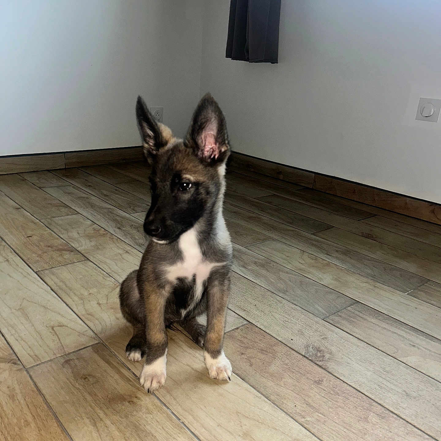 Chica a rejoint le concours — aidez-le/la à gagner de superbes lots ! alert, black_and_brown, canine, curtain, dog, floor, home, indoors, pet, photography, pointed_ears, portrait, puppy, sitting, sunlight, white_chest, white_paws, window, wooden_floor, young_dog