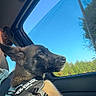 Chica a rejoint le concours — aidez-le/la à gagner de superbes lots ! black_fur, blue_sky, brown_fur, canine, car, car_interior, dog, harness, outdoor, passenger, pet, pointy_ears, portrait, puppy, road_trip, sunlight, travel, trees, vehicle, window