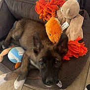 Chica a rejoint le concours — aidez-le/la à gagner de superbes lots ! animal, black_face, blue_toy, brown_fur, couch, cushion, cute, dog, german_shepherd, indoor, living_room, lying_down, orange_toy, pet, plush_toys, pointed_ears, portrait, puppy, stuffed_animals, tile_floor