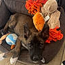 animal, black_face, blue_toy, brown_fur, couch, cushion, cute, dog, german_shepherd, indoor, living_room, lying_down, orange_toy, pet, plush_toys, pointed_ears, portrait, puppy, stuffed_animals, tile_floor