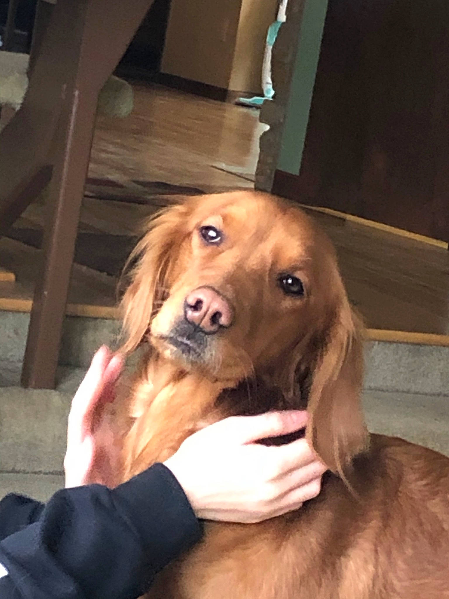 Charlotte is registered to the contest to win money with this photo: brown_hair, canidae, carnivore, companion_dog, dog, dog_breed, dog_collar, door, ear, eye, fawn, fur, gun_dog, hound, liver, snout, spaniel, sporting_group, whiskers, working_animal