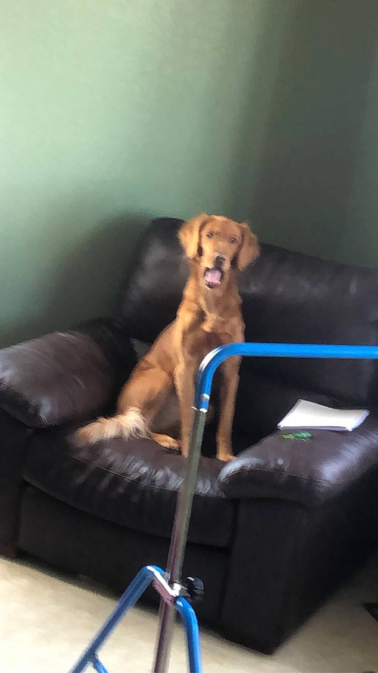 Charlotte joined the competition — help win amazing prizes! canidae, carnivore, comfort, companion_dog, couch, dog, dog_breed, fawn, flooring, fur, furniture, hardwood, liver, pet_supply, sitting, snout, sofa_bed, sporting_group, studio_couch, tail