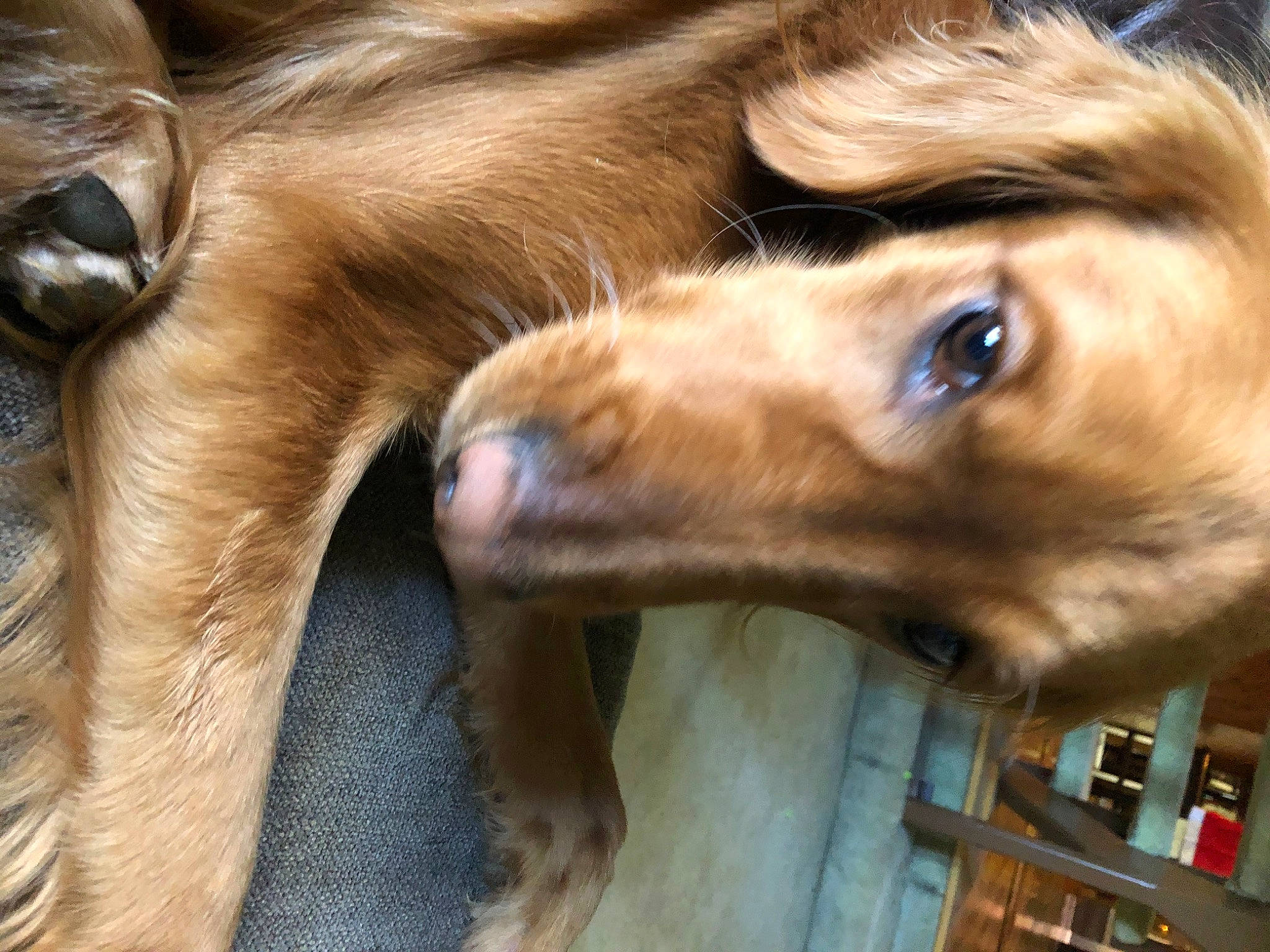 Charlotte is registered to the contest to win money with this photo: canidae, carnivore, companion_dog, dog, dog_breed, fawn, fur, gun_dog, liver, natural_material, paw, pet_supply, shelf, snout, sporting_group, terrestrial_animal, whiskers, working_animal, wrinkle