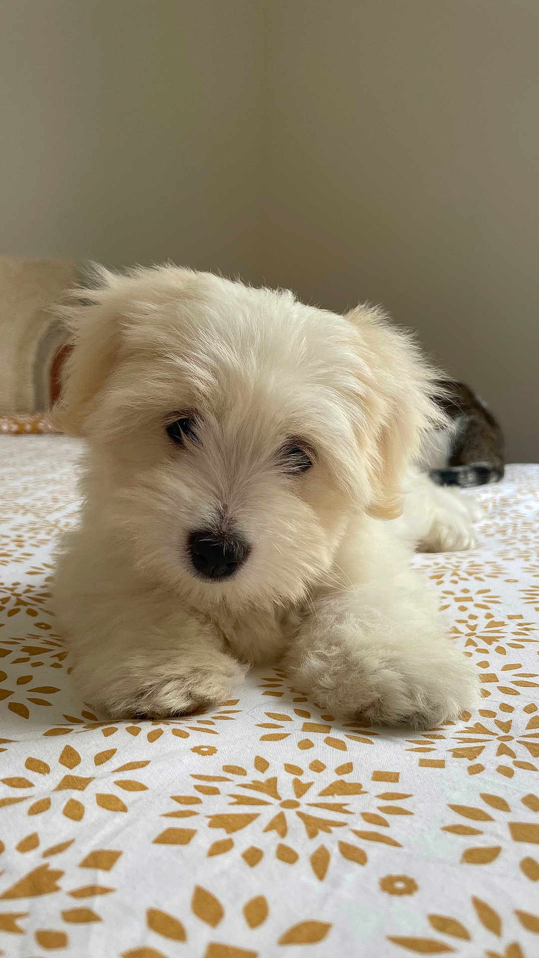 Coco