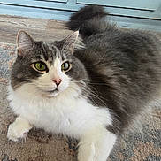 Bruiser is registered to the contest to win money with this photo: animal, cabinet, cat, closeup, curious, cute, domestic_animal, feline, floor, fluffy, gray, green_eyes, indoor, paw, pet, relaxed, rug, tail, whiskers, white