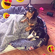 Lady is registered to the contest to win money with this photo: dog, dachshund, puppy, pet_bed, blanket, indoor, flooring, radiator, cozy, cute, animal, canine, resting, playful, heart_eyes_emoji, decorations, wood_floor, domestic_animal, two_dogs, love