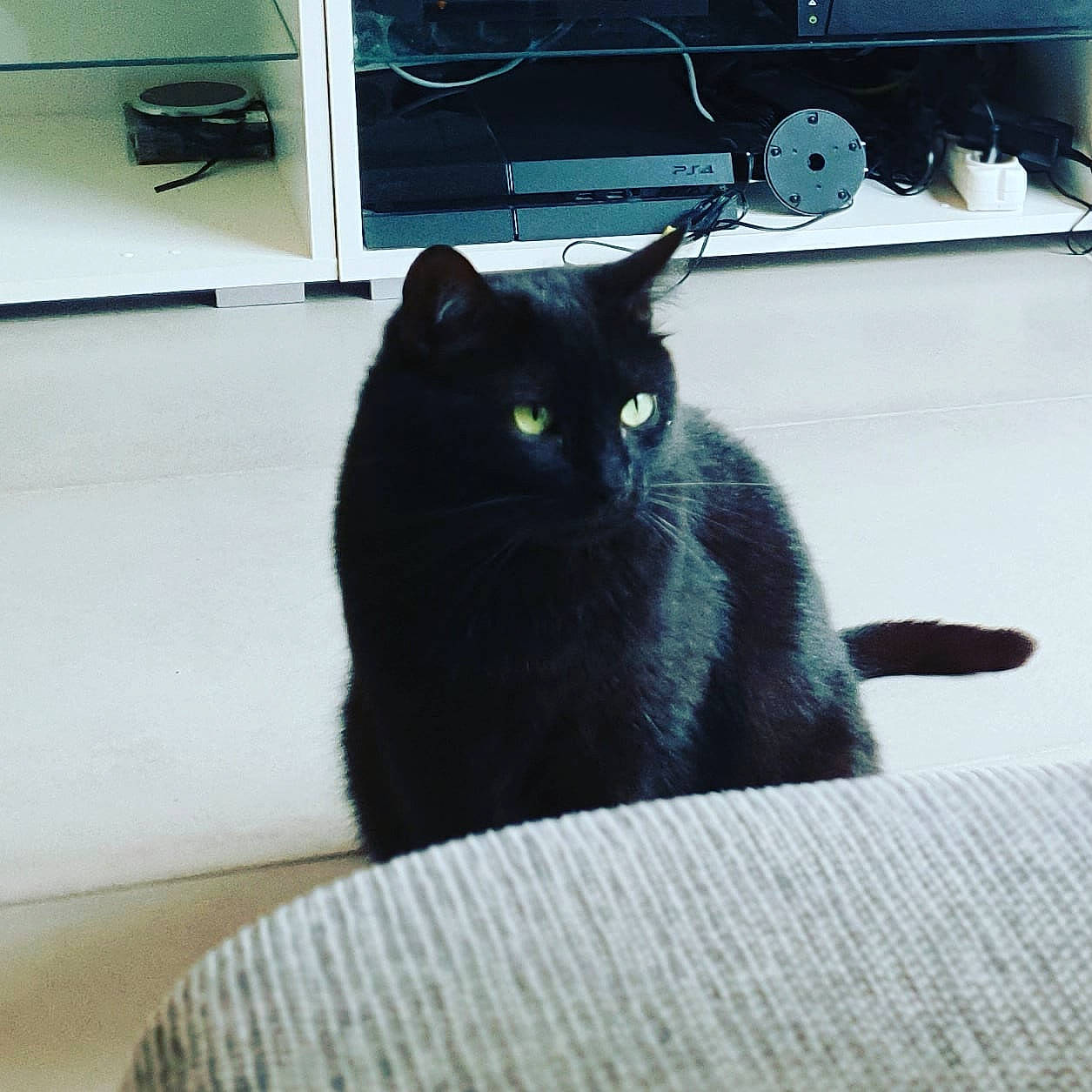 Doudou participe au concours pour gagner de l'argent avec cette photo : black, black_cat, carnivore, cat, claw, domestic_short_haired_cat, ear, european_shorthair, eye, felidae, fur, kitten, korat, mammal, nebelung, room, russian_blue, small_to_medium_sized_cats, tail, whiskers