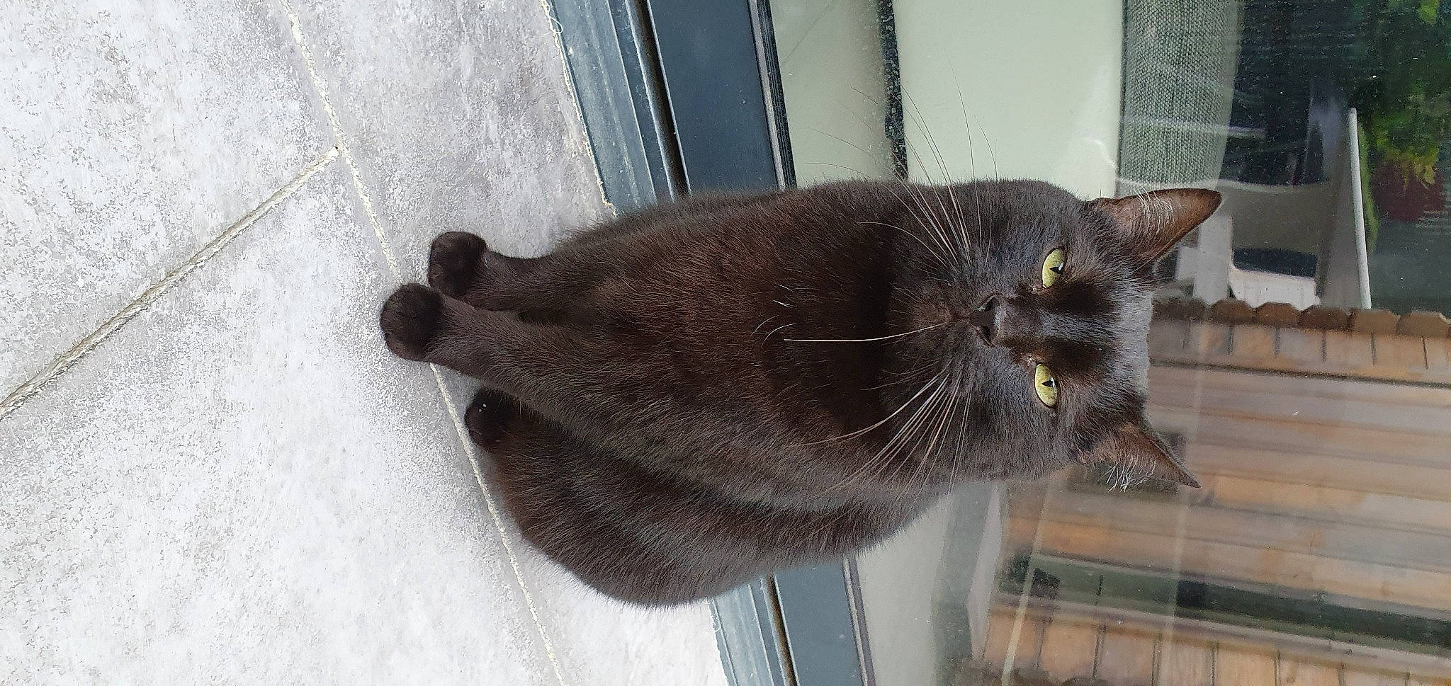 Doudou participe au concours pour gagner de l'argent avec cette photo : black_cat, bombay, carnivore, cat, comfort, domestic_short_haired_cat, eye, felidae, fur, grey, plant, sitting, small_to_medium_sized_cats, snout, table, tail, terrestrial_animal, whiskers, window, wood