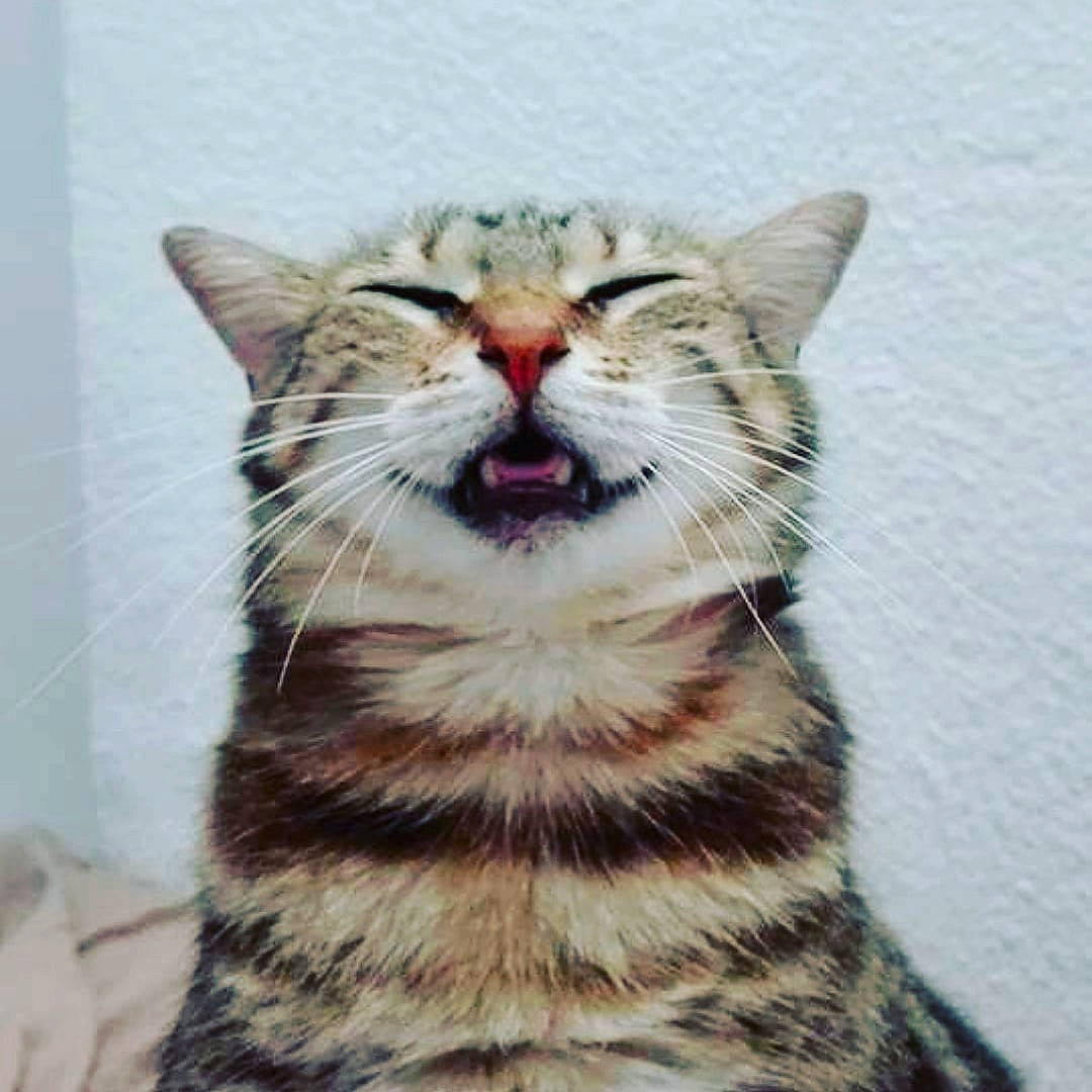 Darling a rejoint le concours — aidez-le/la à gagner de superbes lots ! aegean_cat, american_shorthair, american_wirehair, asian, california_spangled, carnivore, cat, domestic_short_haired_cat, dragon_li, european_shorthair, facial_expression, felidae, mammal, mouth, nose, small_to_medium_sized_cats, snout, tabby_cat, vertebrate, whiskers