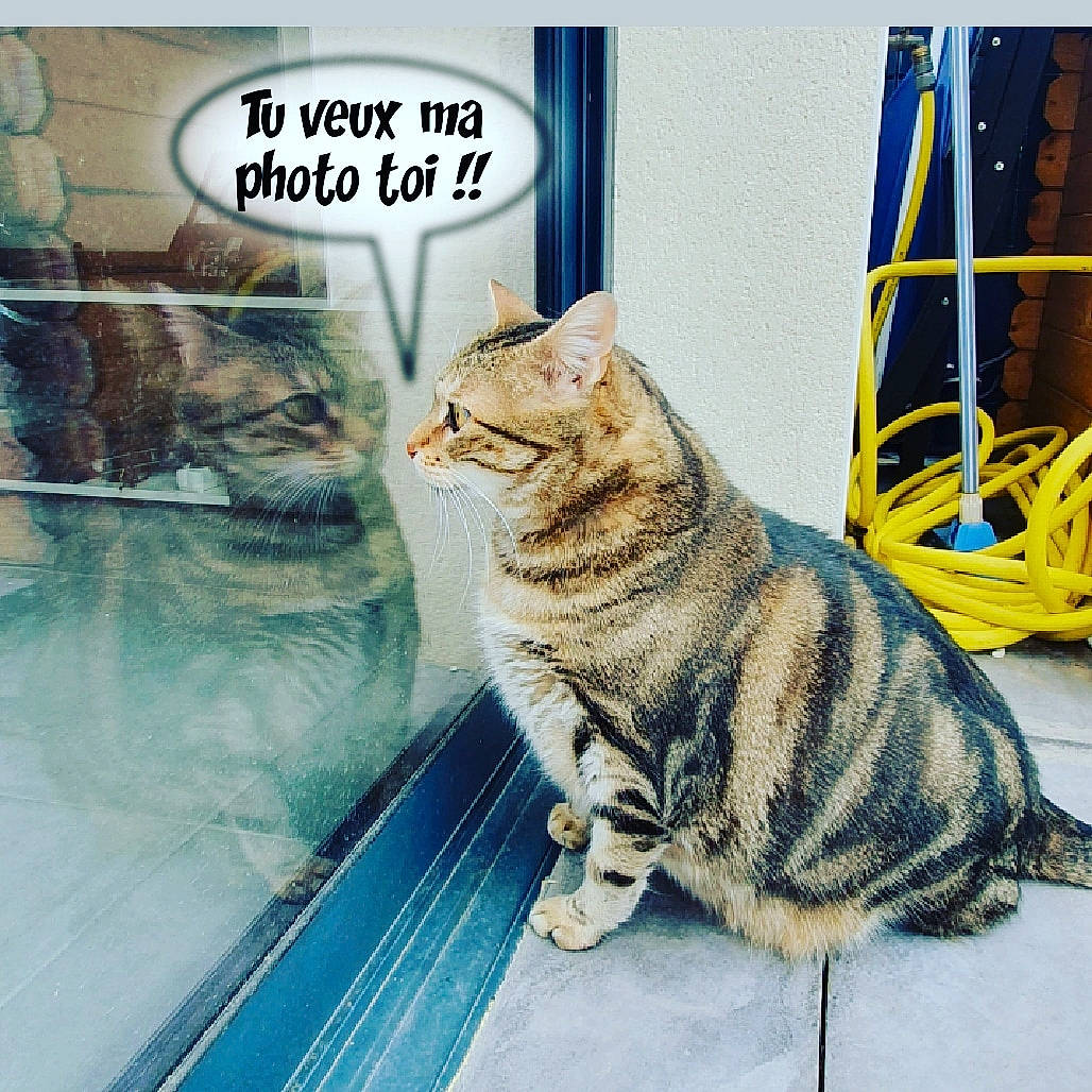 Darling a rejoint le concours — aidez-le/la à gagner de superbes lots ! aegean_cat, american_shorthair, asian, carnivore, cat, domestic_short_haired_cat, door, dragon_li, european_shorthair, felidae, kitten, organism, photo_caption, photography, polydactyl_cat, small_to_medium_sized_cats, tabby_cat, tail, whiskers, wild_cat