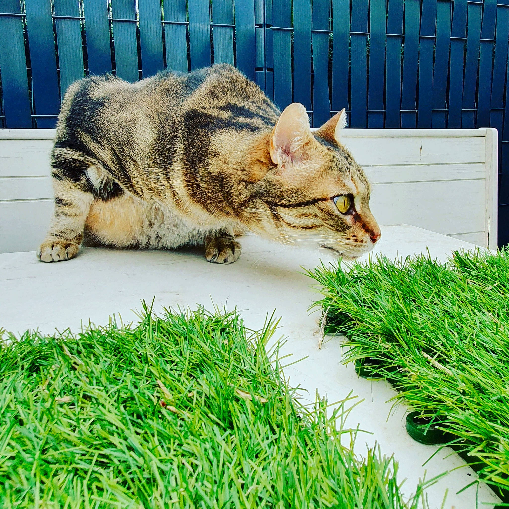 Darling a rejoint le concours — aidez-le/la à gagner de superbes lots ! asian, bengal, carnivore, cat, domestic_short_haired_cat, european_shorthair, felidae, fodder, fur, grass, grass_family, green, lawn, nap, plant, small_to_medium_sized_cats, tabby_cat, tail, whiskers, wild_cat