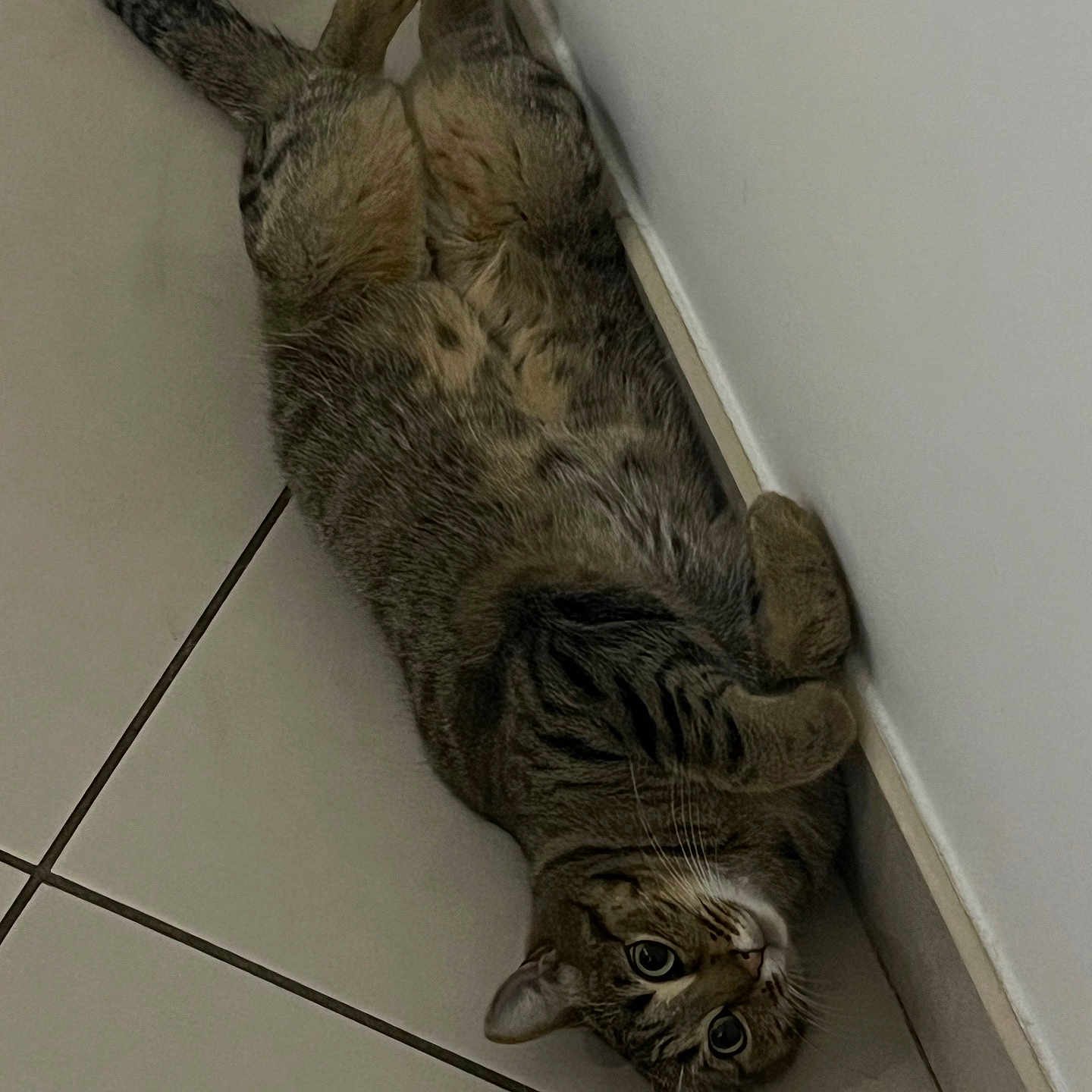 Clochette a rejoint le concours — aidez-le/la à gagner de superbes lots ! abyssinian, animal, architecture, building, cat, couch, egyptiancat, furniture, hardwood, indoors, kitten, livingroom, manx, ocelot, person, pet, room, sleeping, tile, wood