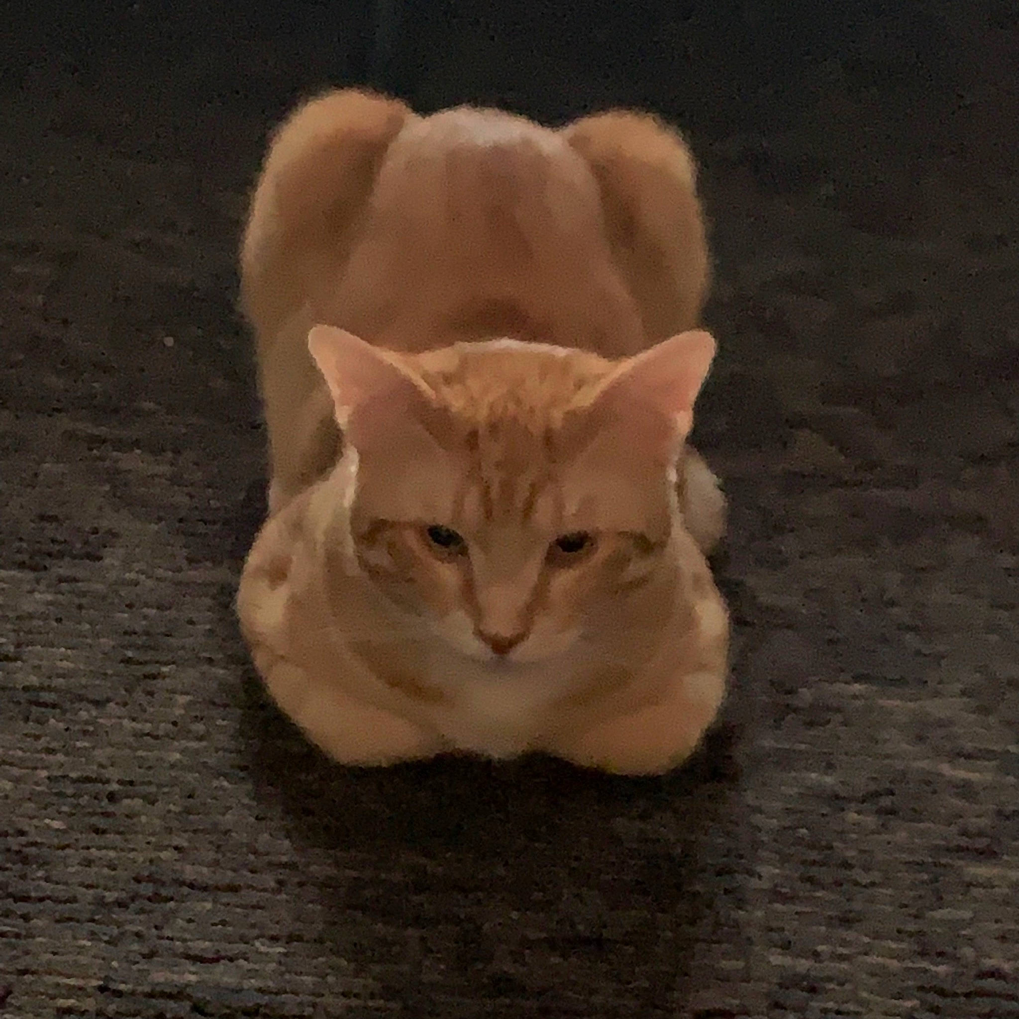 Guss is registered to the contest to win money with this photo: carnivore, cat, domestic_short_haired_cat, fawn, felidae, fur, paw, small_to_medium_sized_cats, snout, tail, terrestrial_animal, whiskers, wood