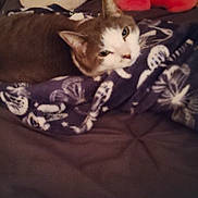 Kitty joined the competition — help win amazing prizes! animal, bed, blanket, cat, comfort, cozy, cushion, cute, feline, fur, home, indoor, laying, pattern, pet, pink, relaxing, resting, soft, stuffed_animal