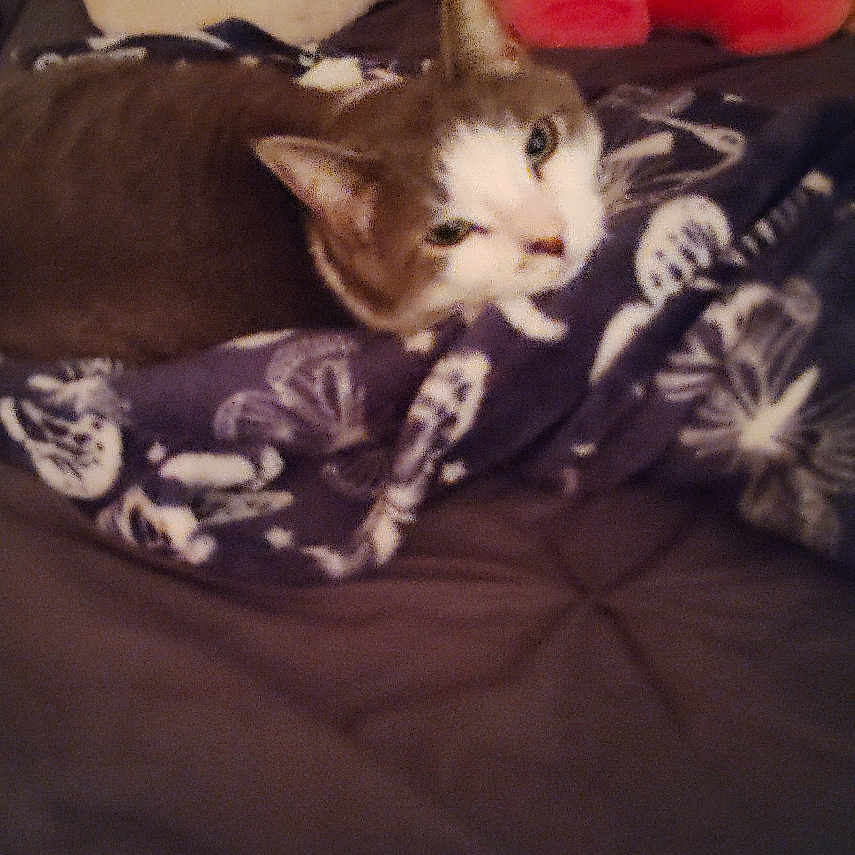 Kitty