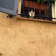 Gugusse participe au concours pour gagner de l'argent avec cette photo : cat, window, railing, flower_box, plant, pink_flower, beige_wall, blue_shutter, curious, pet, animal, outdoor, architecture, feline, paws, resting, nature, urban, daylight, texture