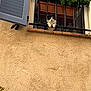cat, window, railing, flower_box, plant, pink_flower, beige_wall, blue_shutter, curious, pet, animal, outdoor, architecture, feline, paws, resting, nature, urban, daylight, texture