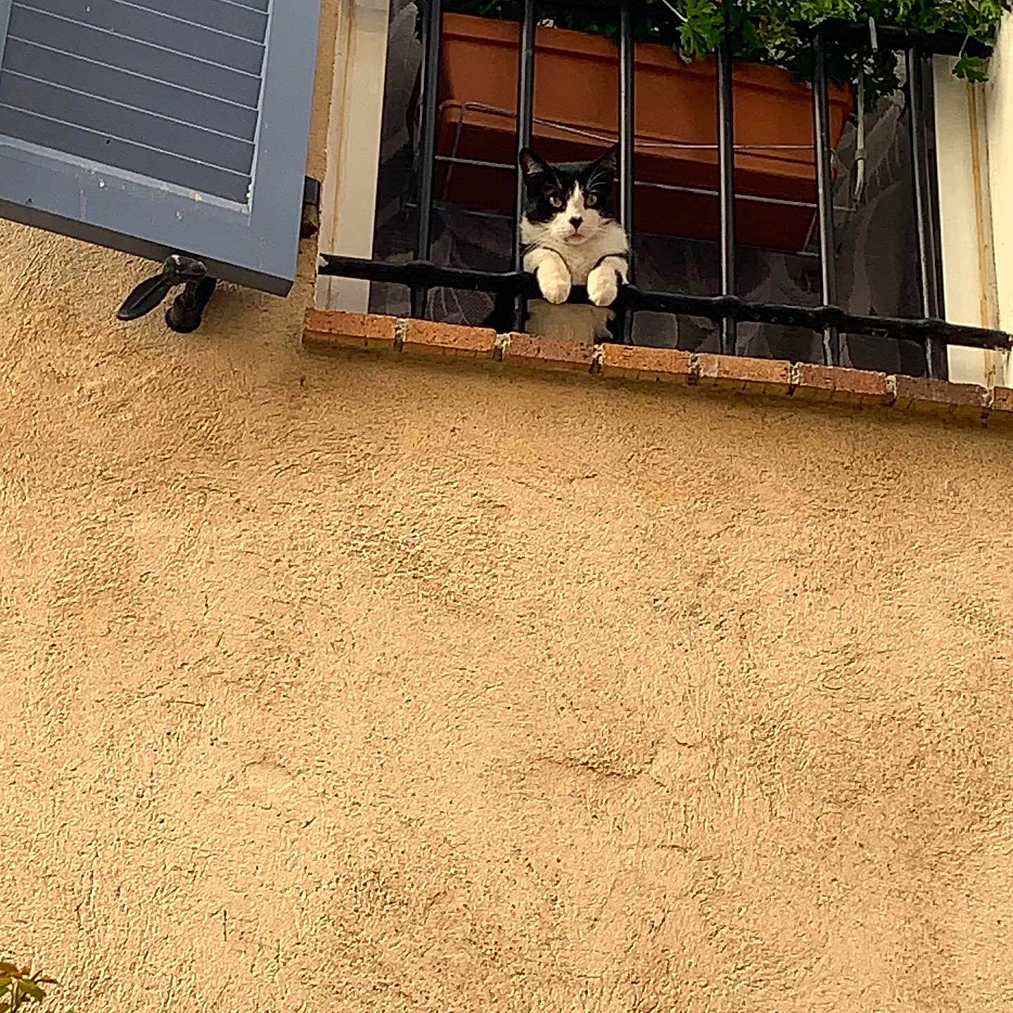 Gugusse participe au concours pour gagner de l'argent avec cette photo : animal, architecture, beige_wall, blue_shutter, cat, curious, daylight, feline, flower_box, nature, outdoor, paws, pet, pink_flower, plant, railing, resting, texture, urban, window