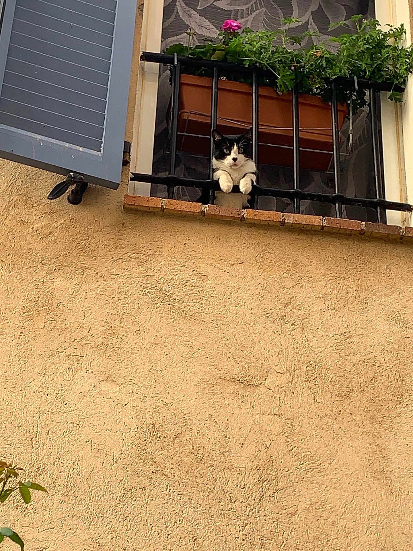 Gugusse participe au concours pour gagner de l'argent avec cette photo : cat, window, railing, flower_box, plant, pink_flower, beige_wall, blue_shutter, curious, pet, animal, outdoor, architecture, feline, paws, resting, nature, urban, daylight, texture