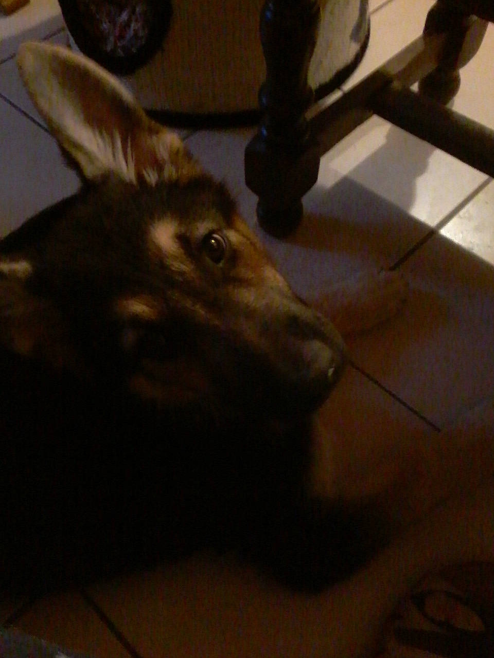 Mabrouk participe au concours pour gagner de l'argent avec cette photo : canidae, carnivore, dog_breed, ear, fawn, floor, flooring, hardwood, room, snout, wood