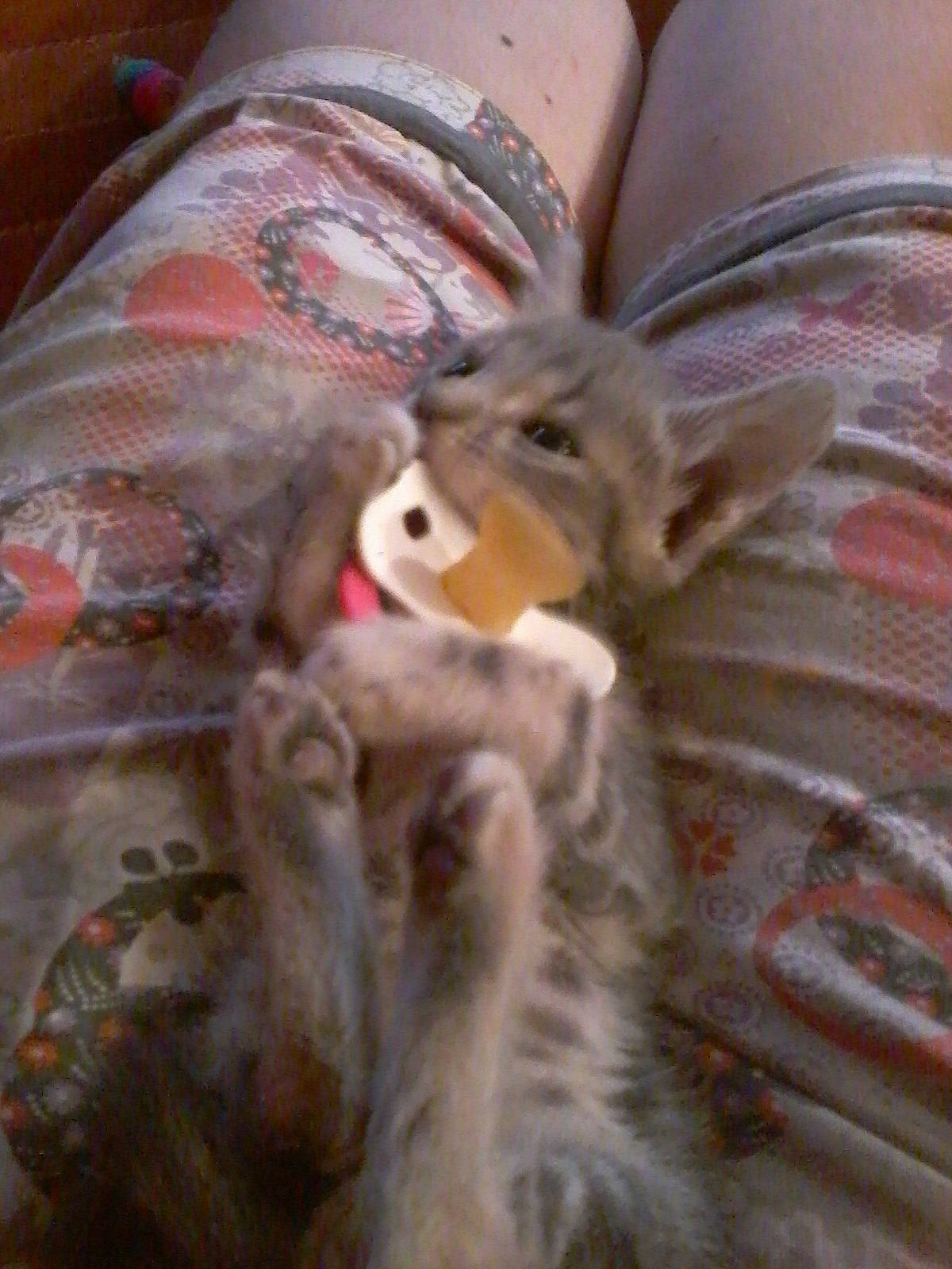 Pompon a rejoint le concours — aidez-le/la à gagner de superbes lots ! fur