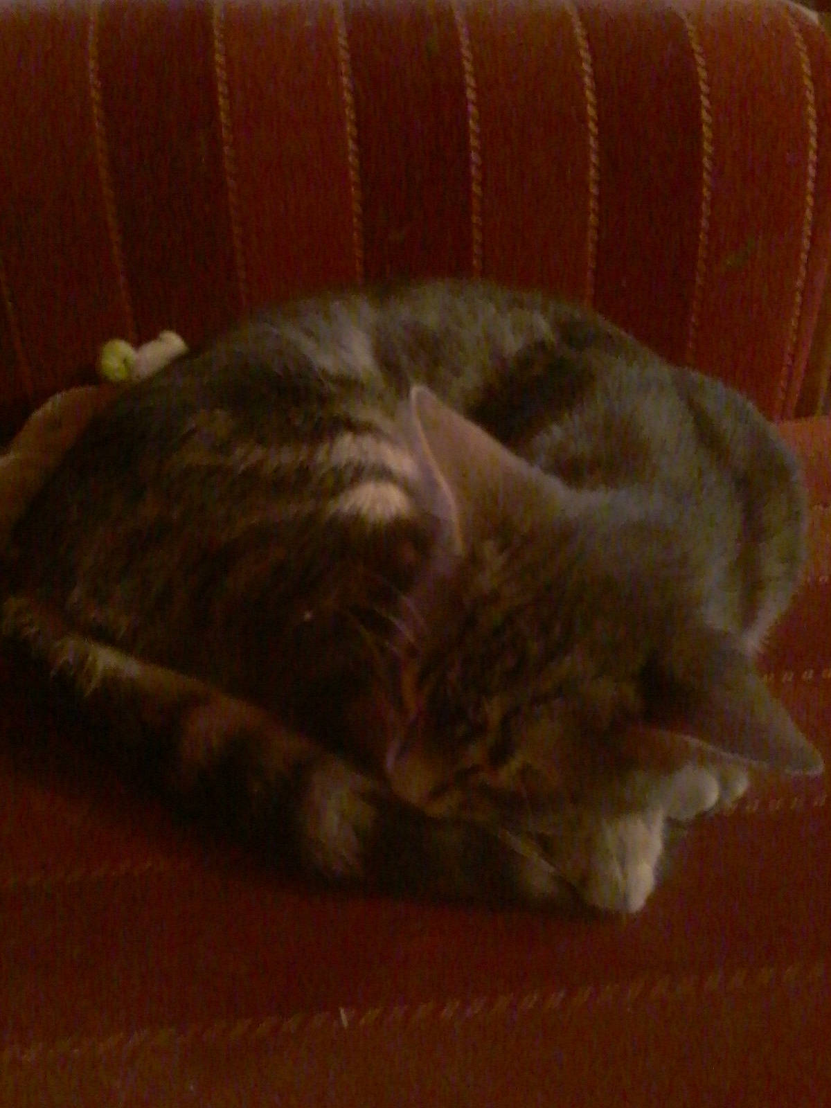 Pompon participe au concours pour gagner de l'argent avec cette photo : british_shorthair, carnivore, cat, ear, fawn, felidae, fur, nap, paw, small_to_medium_sized_cats, tail, whiskers