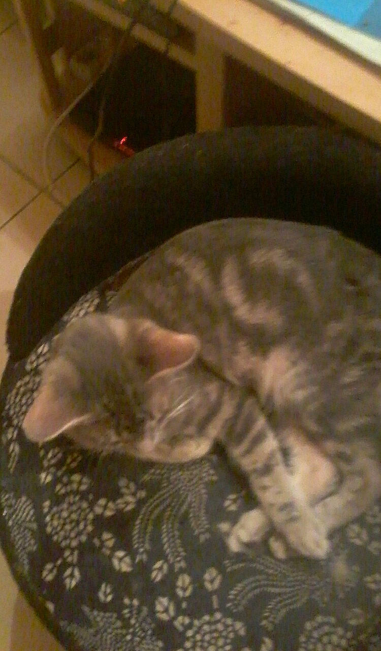 Pompon a rejoint le concours — aidez-le/la à gagner de superbes lots ! american_shorthair, carnivore, cat, domestic_short_haired_cat, european_shorthair, felidae, kitten, paw, small_to_medium_sized_cats, whiskers