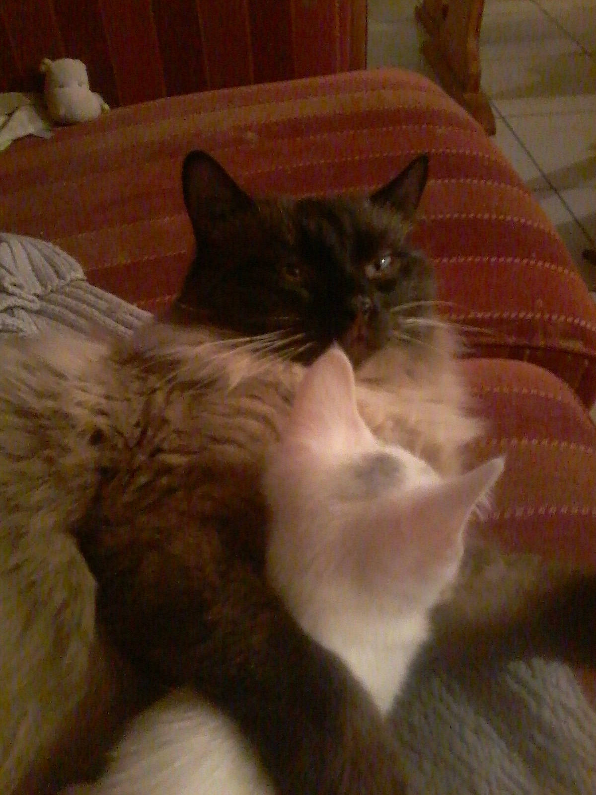 Simba a rejoint le concours — aidez-le/la à gagner de superbes lots ! asian, balinese, burmese, carnivore, cat, domestic_long_haired_cat, fawn, felidae, fur, kitten, mammal, nap, norwegian_forest_cat, polydactyl_cat, ragamuffin, ragdoll, small_to_medium_sized_cats, snowshoe, tail, whiskers