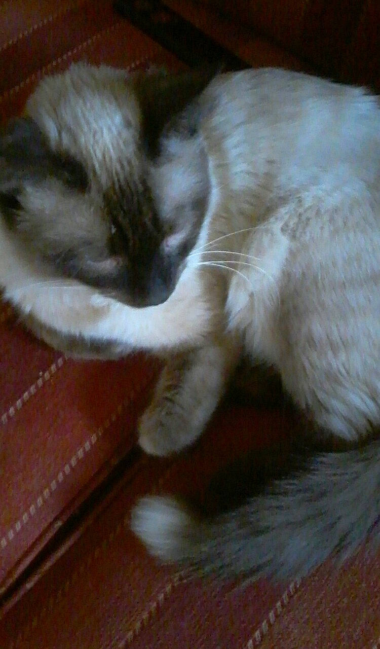 Simba participe au concours pour gagner de l'argent avec cette photo : asian, balinese, birman, carnivore, cat, claw, domestic_long_haired_cat, fawn, felidae, fur, javanese, mammal, paw, ragdoll, small_to_medium_sized_cats, tail, tonkinese, whiskers