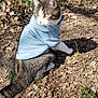 adventure, animal, cat, curious, daylight, feline, forest_floor, fur, green_plants, ground, leaves, nature, outdoor, pet, sitting, sunlight, sweater, tabby_cat, tail, whiskers