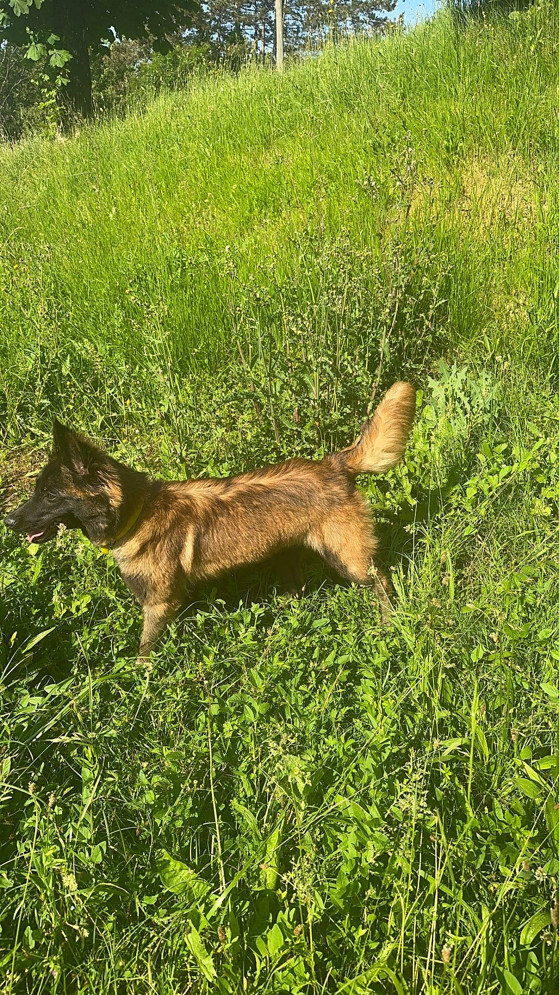 Twix a rejoint le concours — aidez-le/la à gagner de superbes lots ! canidae, canis, carnivore, coyote, dog_breed, fawn, felidae, fox, fur, grass, grassland, groundcover, jackal, pasture, plant, sporting_group, tail, terrestrial_animal, wolf, working_animal