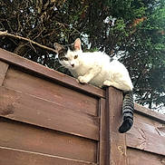 Speedy participe au concours pour gagner de l'argent avec cette photo : alert, animal, balance, cat, curious, domestic, ears, eyes, fence, greenery, looking, mammal, nature, outdoor, perched, pet, tail, tree, whiskers, wood