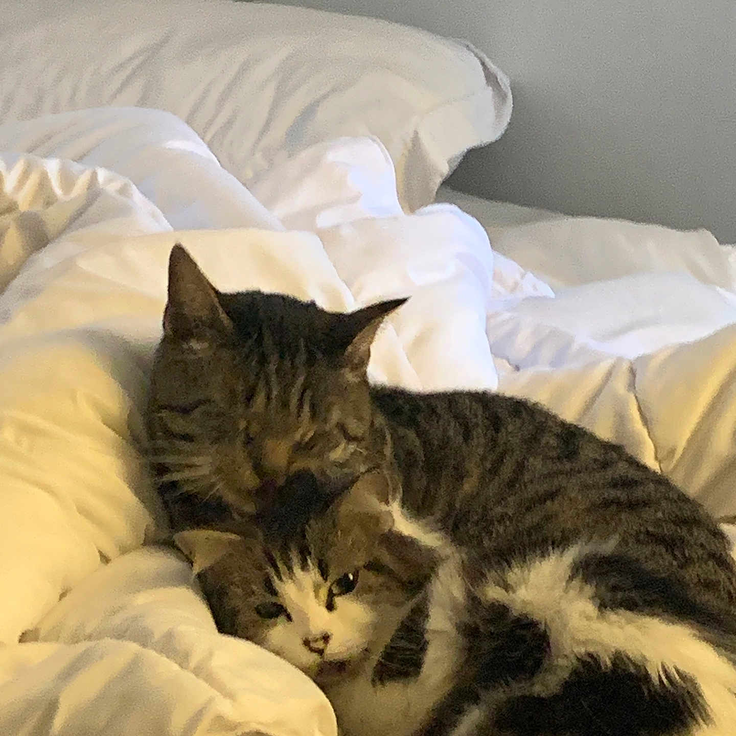 Basken joined the competition — help win amazing prizes! affection, animal, bed, cat, cats, comforter, companionship, cozy, cute, domestic_animal, feline, indoor, pets, resting, sleeping_area, snuggling, soft_light, tabby_cat, warmth, white_cat