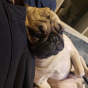 Lunchbox is registered to the contest to win money with this photo: dog, pug, pet, sleepy, cozy, indoor, closeup, relaxed, cute, animal, fur, face, snuggling, laying, companion, domestic, mammal, resting, portrait, cute_pet