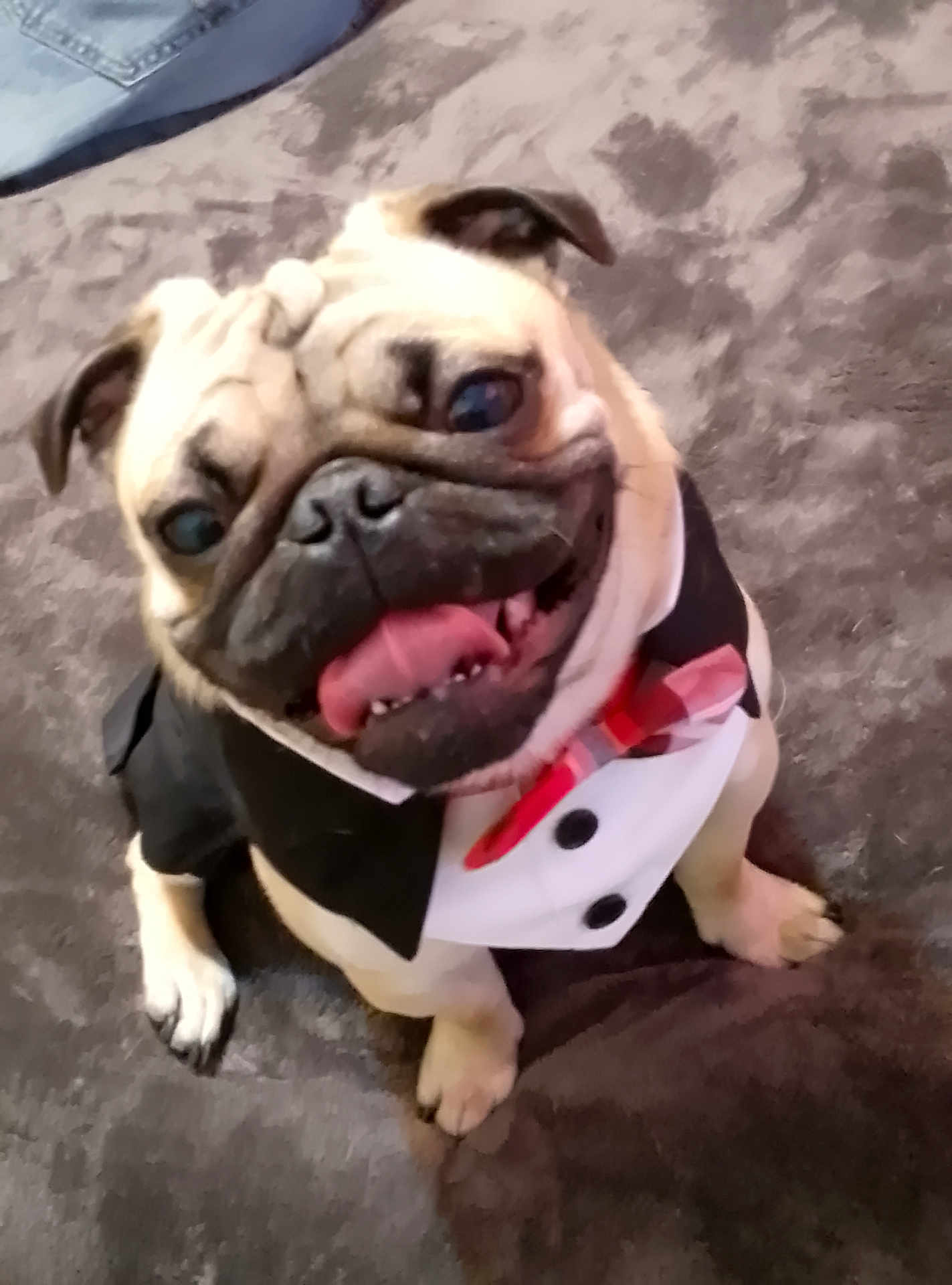 Lunchbox is registered to the contest to win money with this photo: dog, pug, pet, tuxedo, bow_tie, carpet, tongue_out, happy, smiling, animal, cute, indoor, small_dog, sitting, fur, face, ears, black_nose, legs, paw