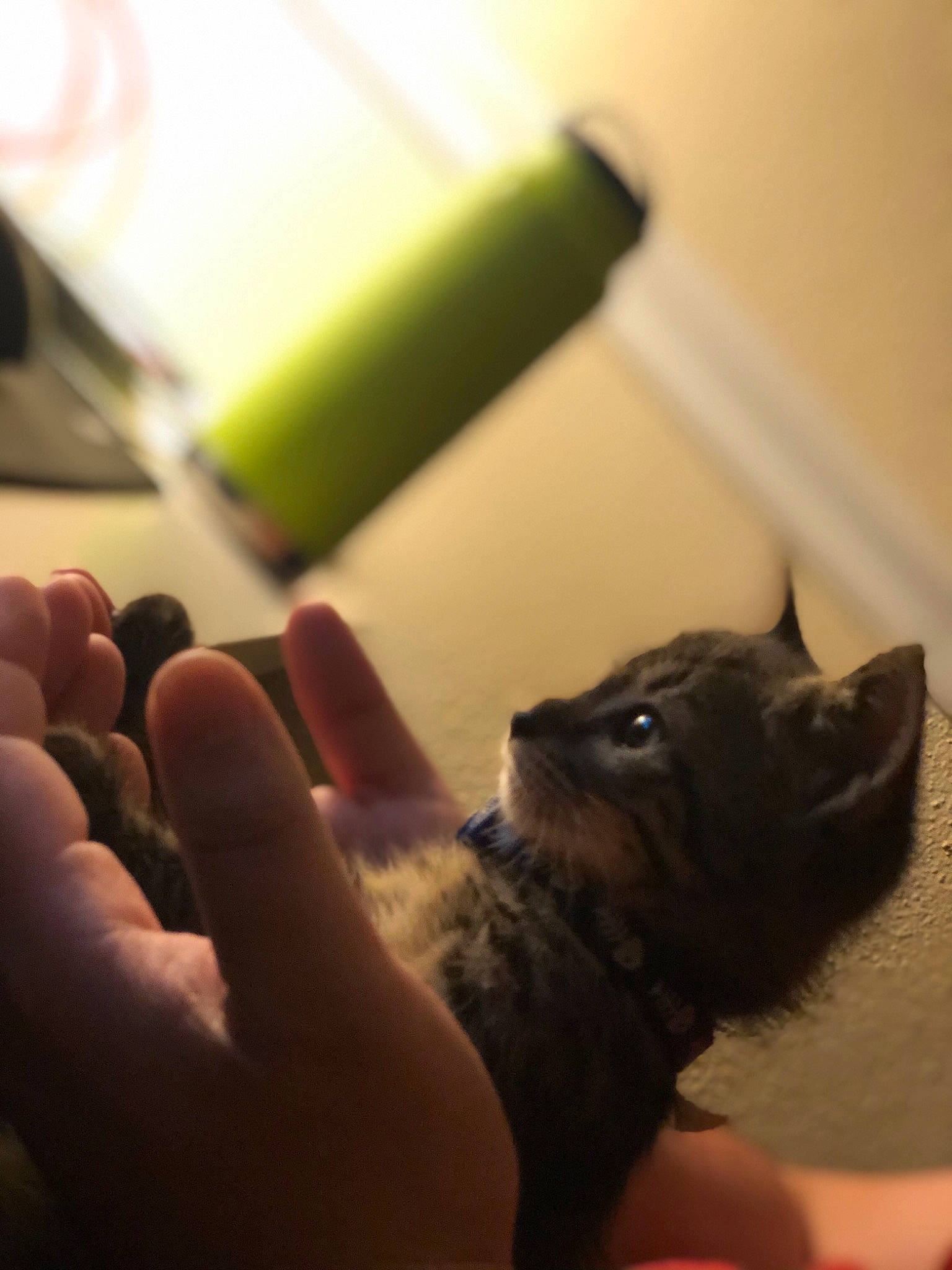 Fish joined the competition — help win amazing prizes! arm, companion_dog, dog_breed, fawn, felidae, finger, foot, gesture, hand, human_leg, leg, mammal, nail, small_to_medium_sized_cats, snout, thumb, toy, vertebrate, whiskers, wrist