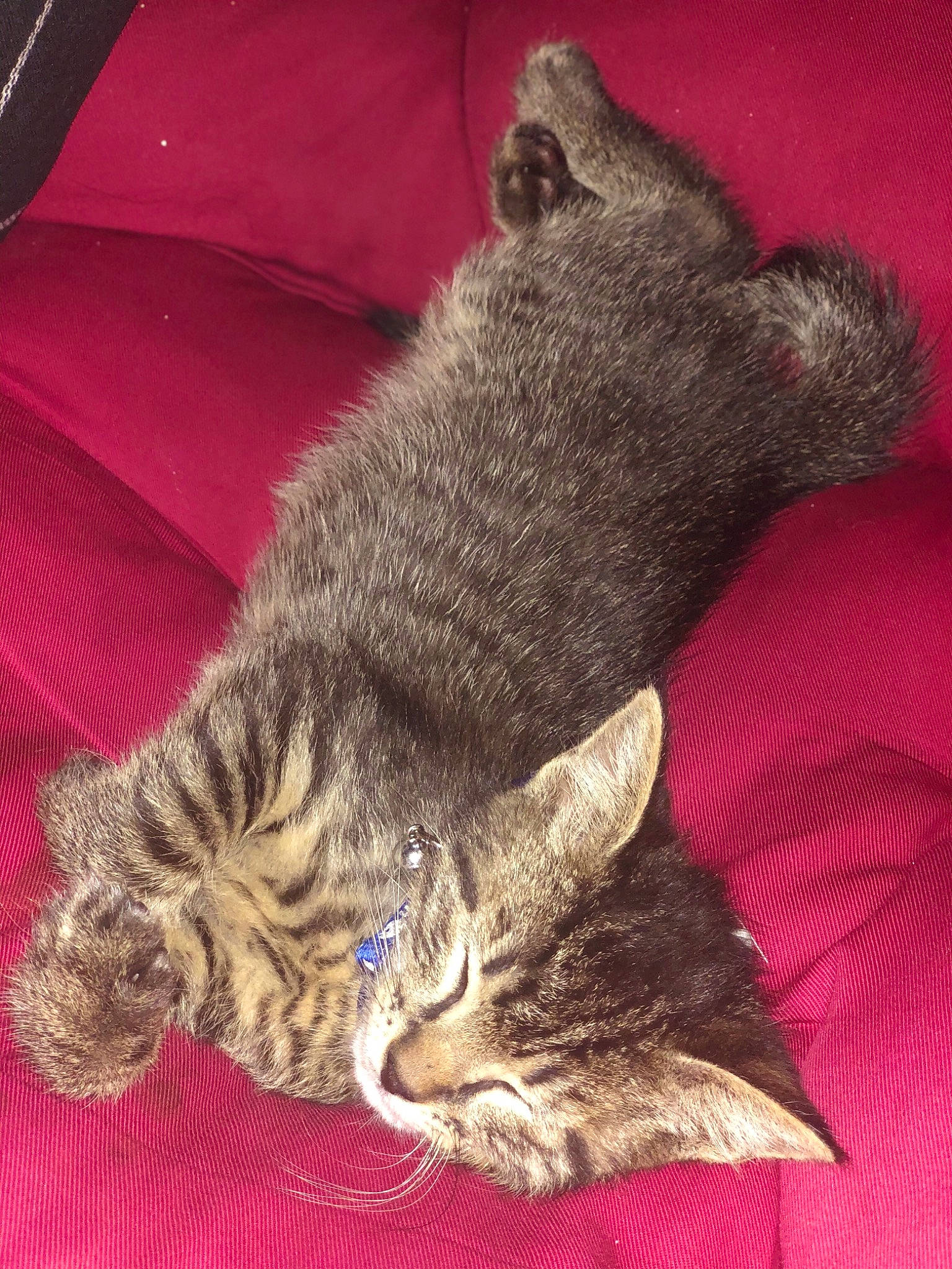 Fish joined the competition — help win amazing prizes! carnivore, cat, claw, comfort, domestic_short_haired_cat, eye, felidae, fur, mammal, nap, paw, sitting, small_to_medium_sized_cats, snout, tail, whiskers, wildlife