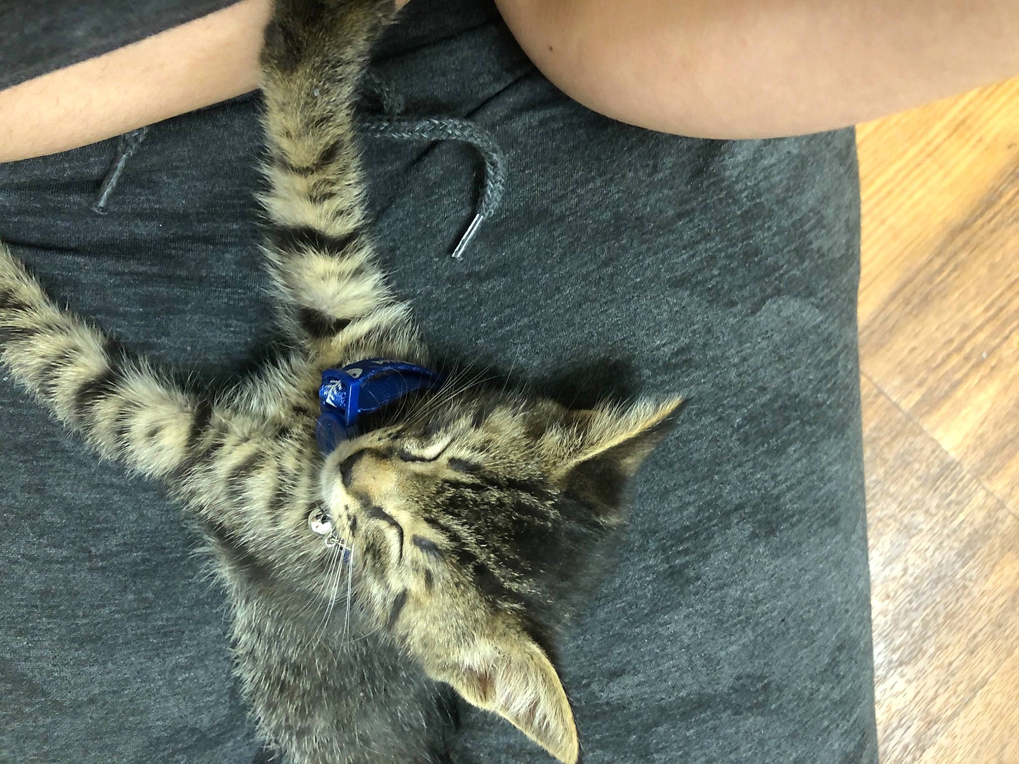 Fish joined the competition — help win amazing prizes! carnivore, cat, denim, domestic_short_haired_cat, electric_blue, fashion_accessory, felidae, fur, gesture, grey, human_leg, paw, selfie, sleeve, small_to_medium_sized_cats, t_shirt, tail, textile, thigh, whiskers