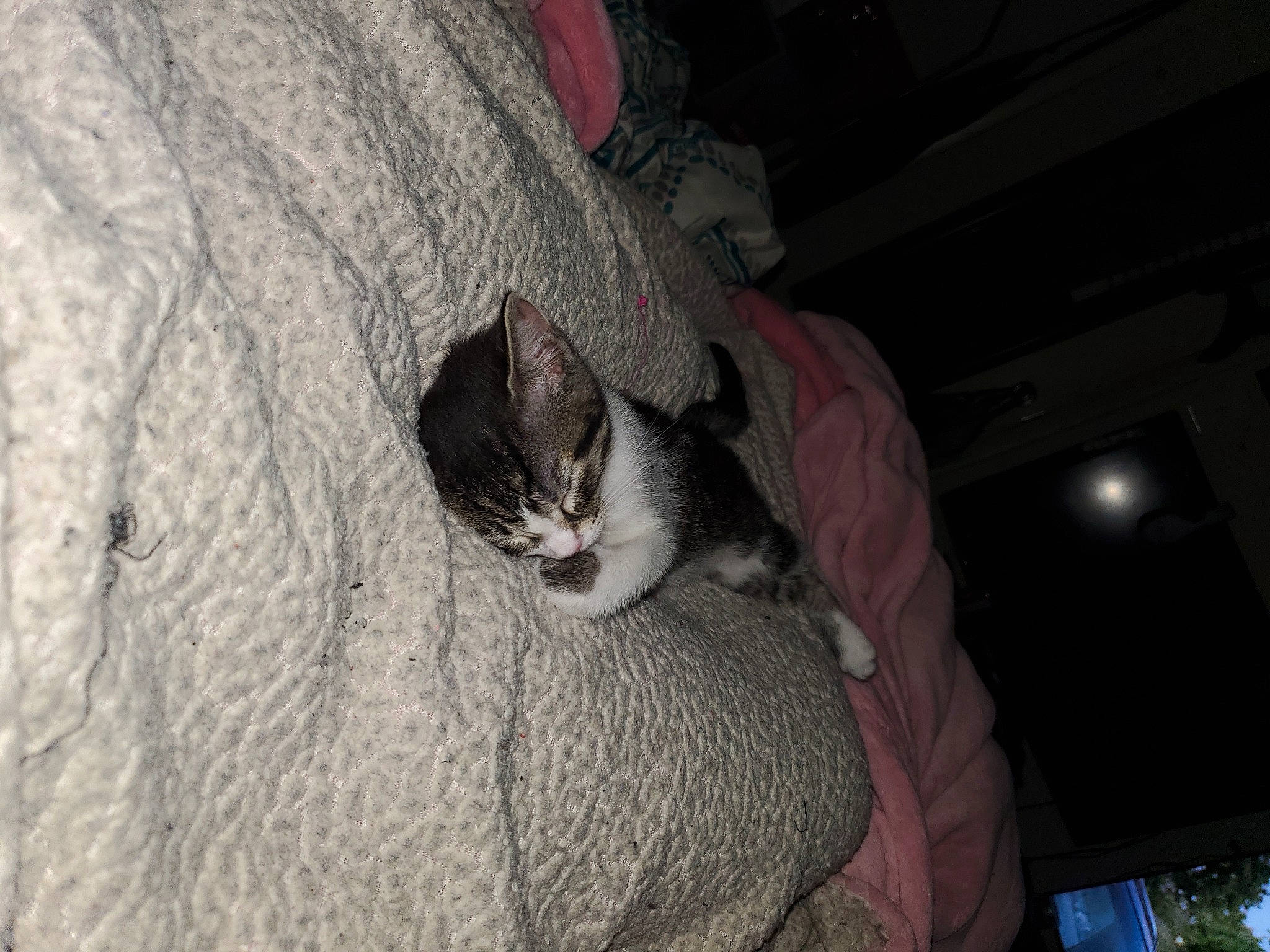 Cookie is registered to the contest to win money with this photo: carnivore, cat, comfort, darkness, domestic_short_haired_cat, felidae, fur, grey, paw, plant, small_to_medium_sized_cats, snout, tail, tree, whiskers, wood