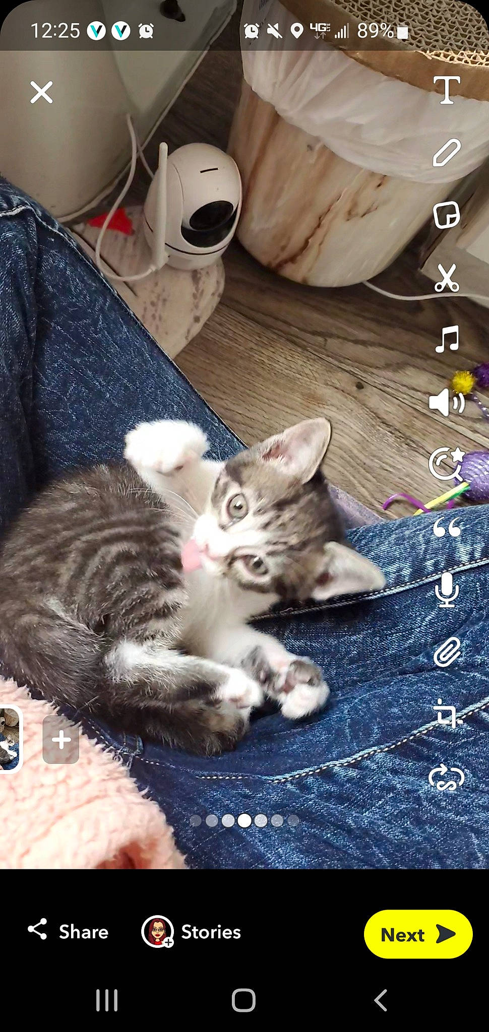 Cookie is registered to the contest to win money with this photo: carnivore, cat, claw, comfort, cup, domestic_short_haired_cat, drinkware, eyewear, felidae, flooring, fur, mug, paw, photo_caption, serveware, small_to_medium_sized_cats, tableware, tail, whiskers, wood