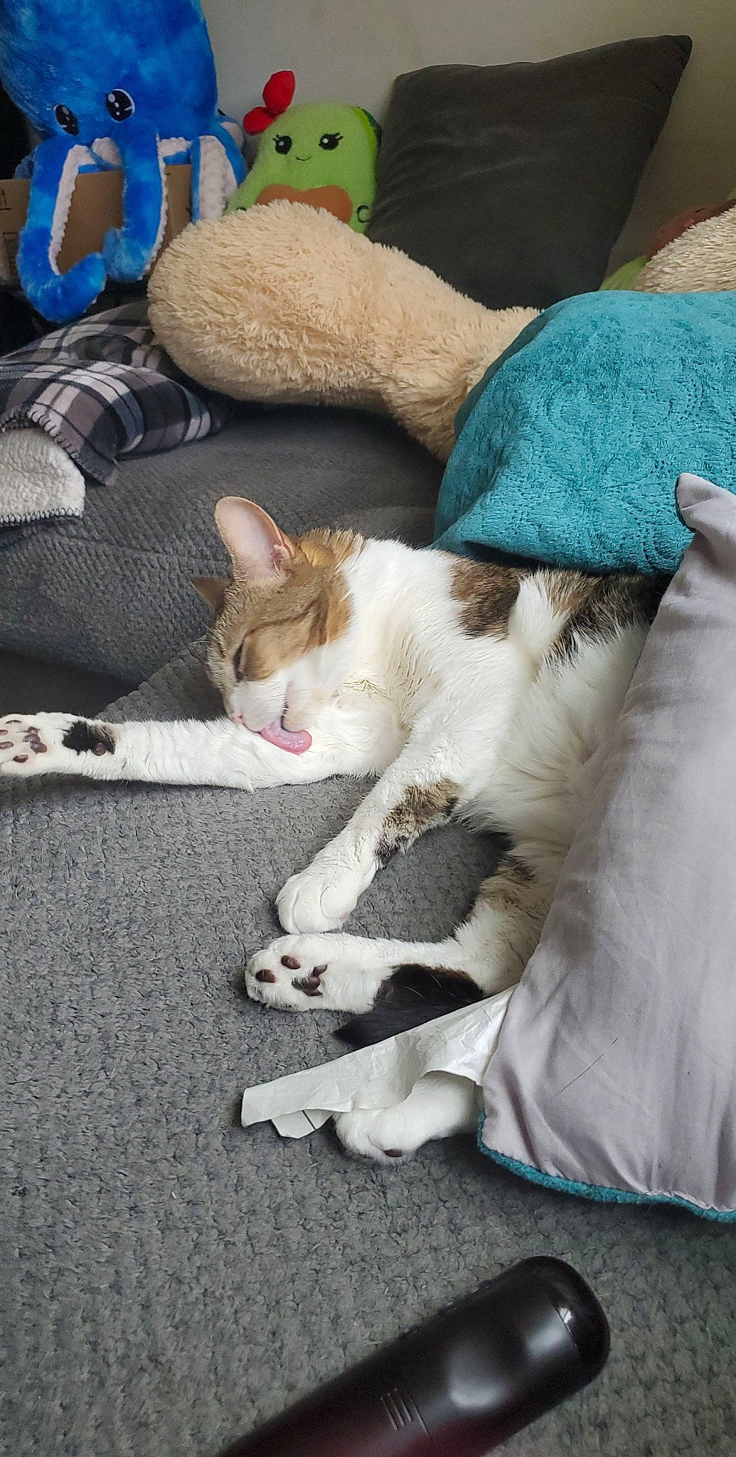 Jaila joined the competition — help win amazing prizes! carnivore, cat, claw, comfort, domestic_short_haired_cat, fawn, felidae, fur, grass, hat, linens, nap, paw, sand, small_to_medium_sized_cats, tail, textile, thread, whiskers, wool