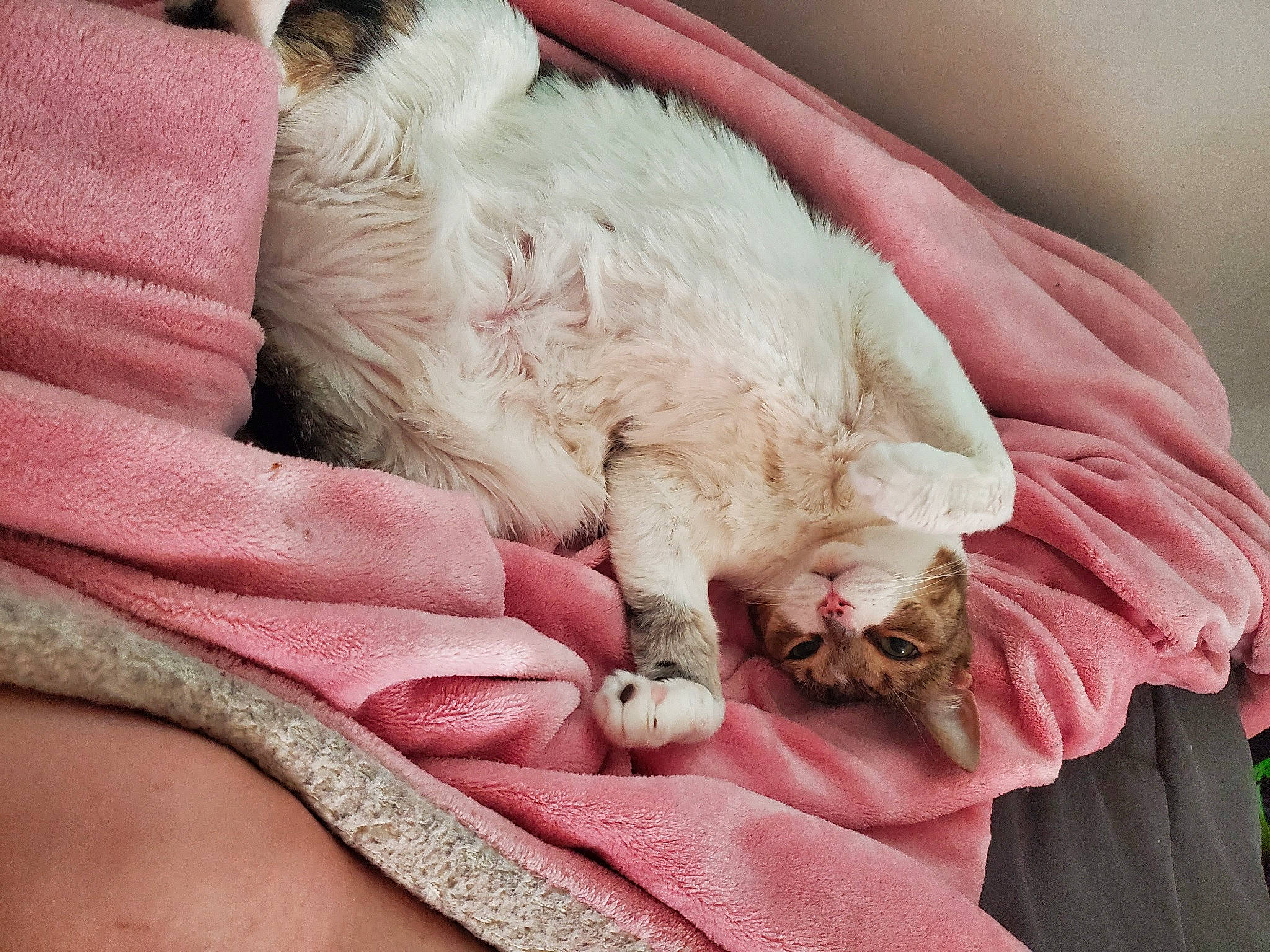 Jaila is registered to the contest to win money with this photo: bedding, carnivore, cat, claw, comfort, companion_dog, domestic_short_haired_cat, duvet, fang, fawn, felidae, fur, linens, mammal, paw, pink, small_to_medium_sized_cats, textile, whiskers, yawn