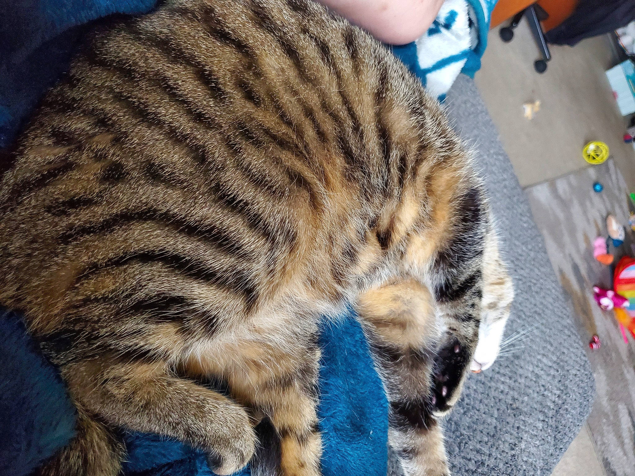 Kazzy joined the competition — help win amazing prizes! carnivore, cat, comfort, domestic_short_haired_cat, electric_blue, felidae, fur, nap, natural_material, pattern, sleep, small_to_medium_sized_cats, snout, terrestrial_animal, water_bottle, whiskers