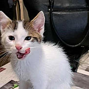 Mickey a rejoint le concours — aidez-le/la à gagner de superbes lots ! kitten, cat, white_fur, tabby_fur, tongue_out, playful, pet, indoor, black_handbag, floor, curious, young_cat, animal, whiskers, ears, sitting, close_up, feline, domestic_cat, household