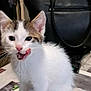 kitten, cat, white_fur, tabby_fur, tongue_out, playful, pet, indoor, black_handbag, floor, curious, young_cat, animal, whiskers, ears, sitting, close_up, feline, domestic_cat, household